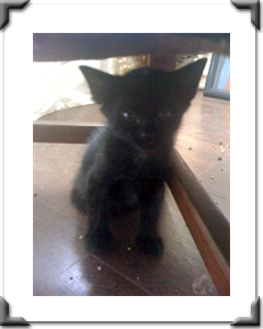 Penny: Adopted July 2011