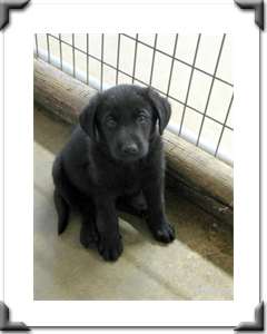 Artie: Adopted July 2011
