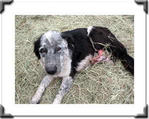 Jessie before surgery