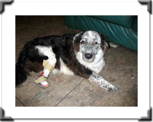 Jessie after surgery