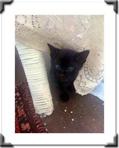 Pippa: Adopted July 2011