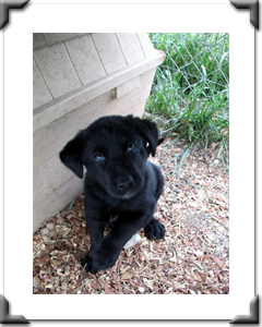 Tammy: Adopted July 2011
