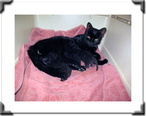 Tina: Adopted July 2011