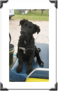 Dancer: Adopted Sept. 2011