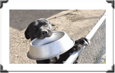 DINNER PLEASE
